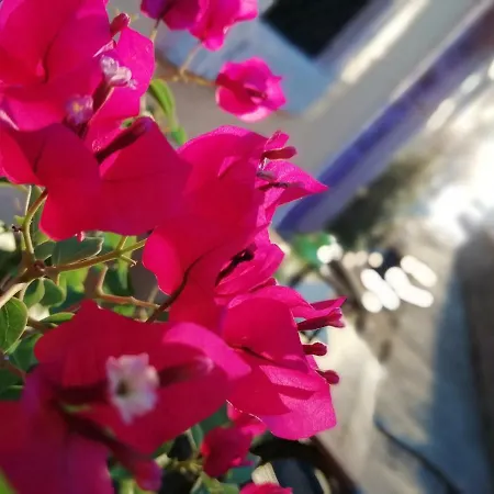 Kispet Marti Boutique *